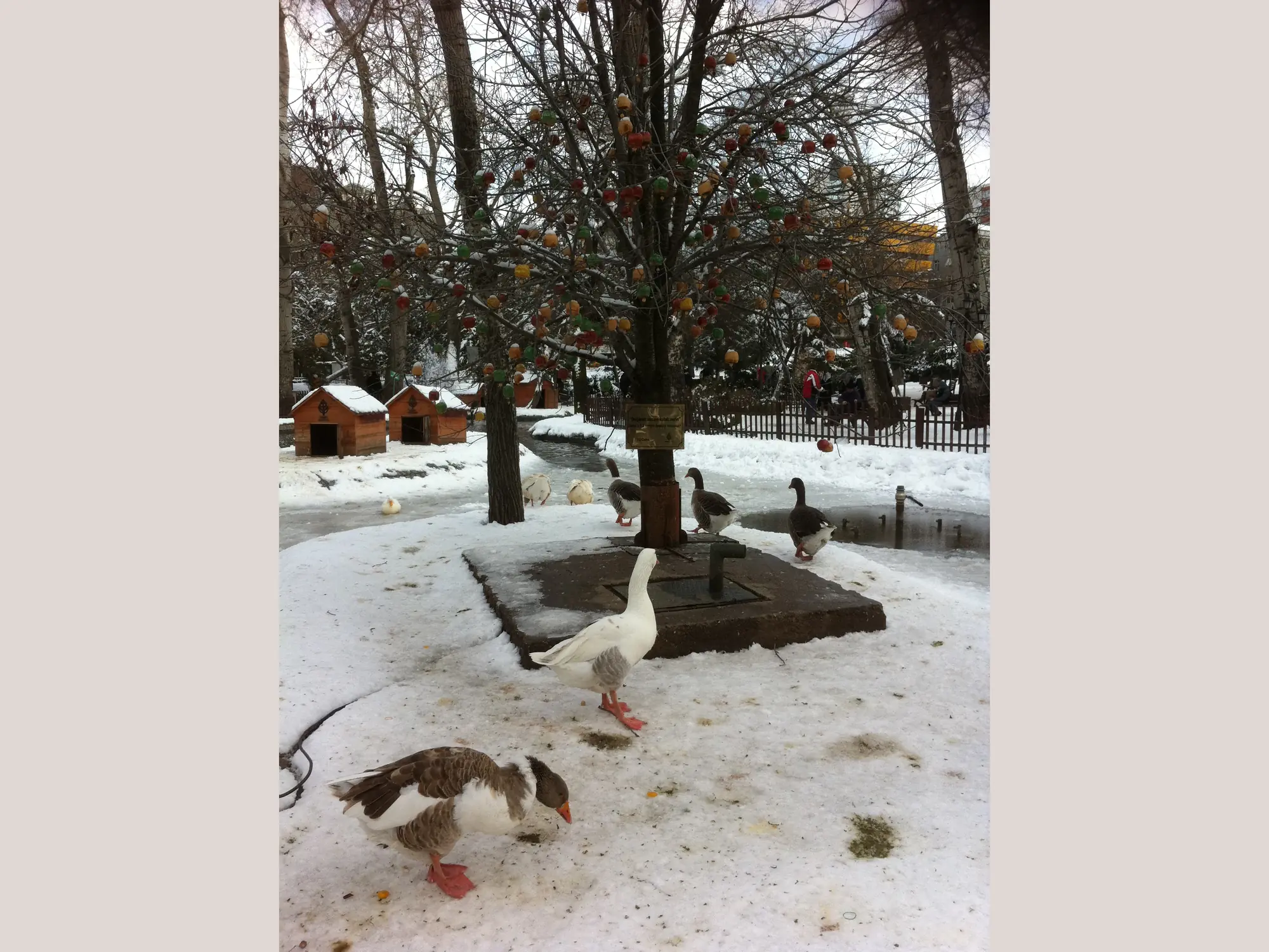 Kuğulu Park, Ankara