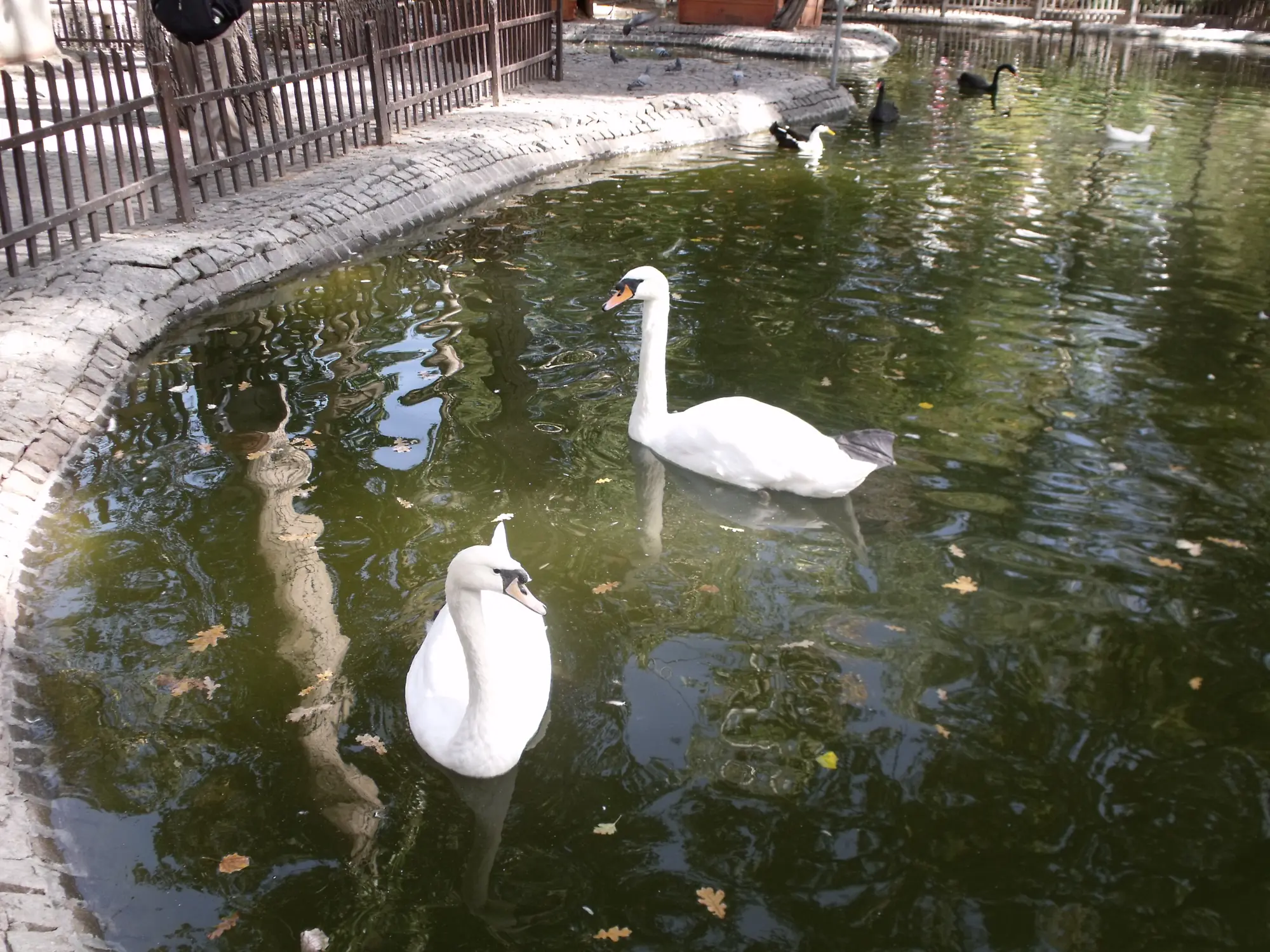 Kuğulu Park, Kavaklıdere